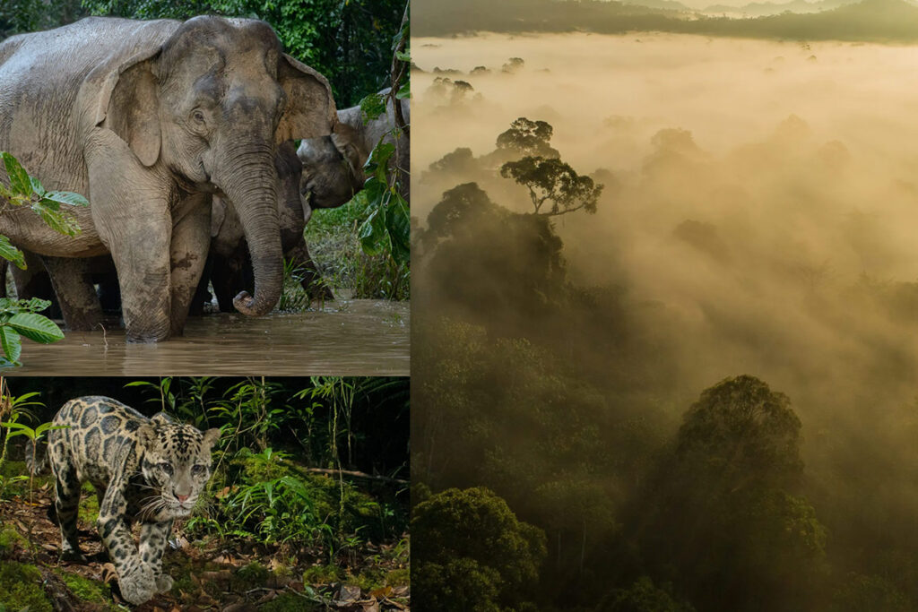 New Genesys Page (2026) - Rubicon Carbon